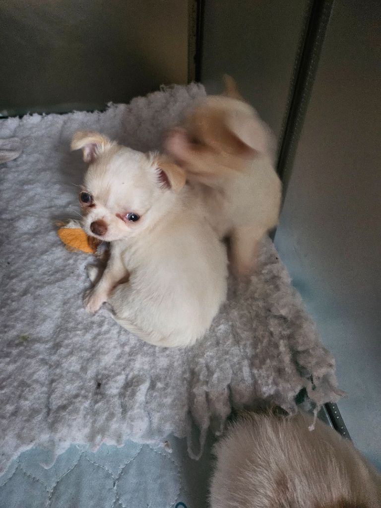 Chez Wonderland - Chiot disponible  - Chihuahua